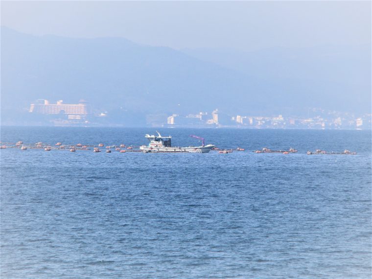 養殖が盛んな錦江湾
